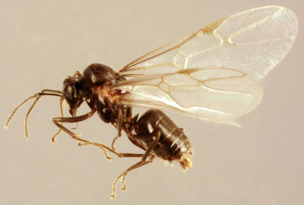 Image of Small black ant