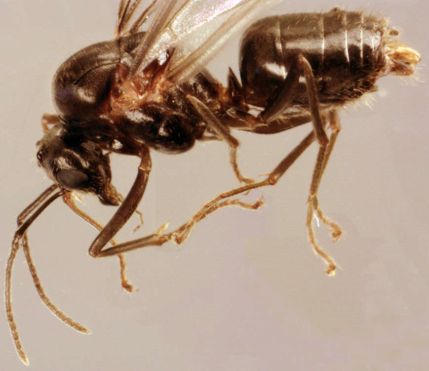 Image of Small black ant