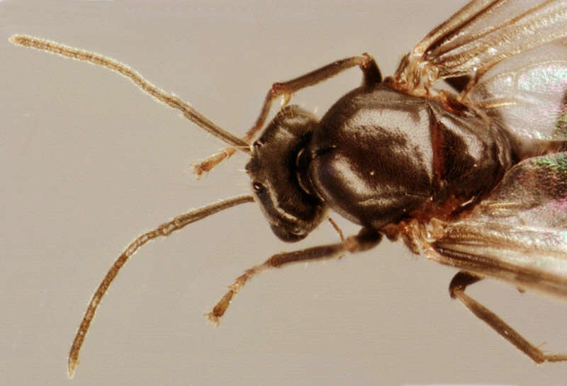 Image of Small black ant