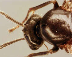 Image of Small black ant