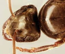 Image of Small black ant