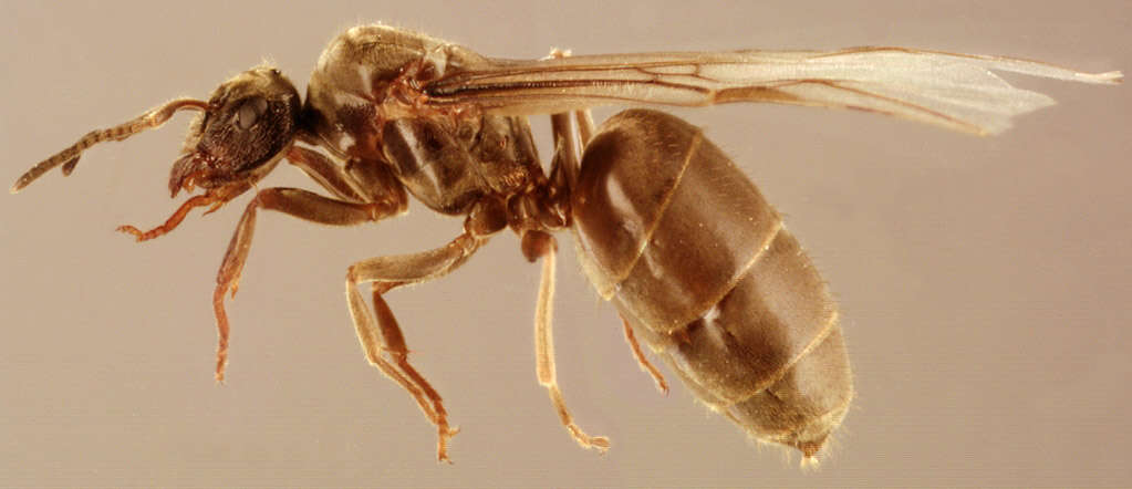 Image of Small black ant