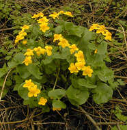 Image of Marsh-marigold