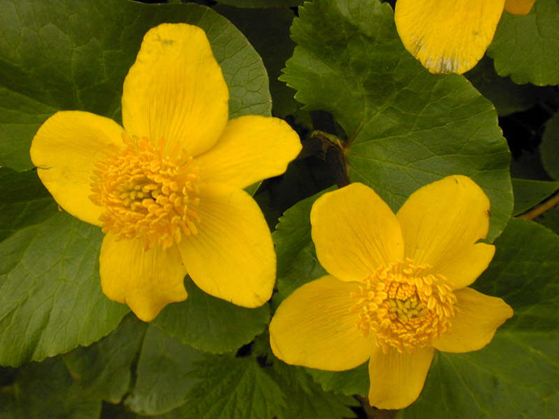 Imagem de Caltha palustris L.