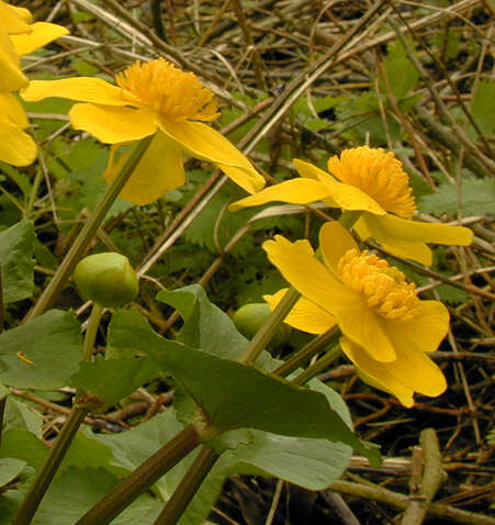 Image of Marsh-marigold