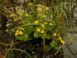 Image of Marsh-marigold