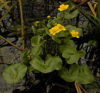 Image of Marsh-marigold