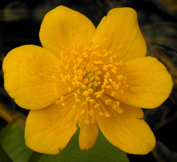 Image of Marsh-marigold