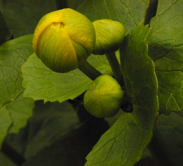 Image of Marsh-marigold