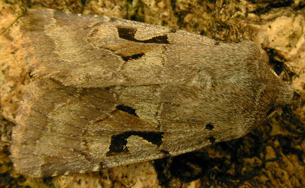 Orthosia gothica Linnaeus 1758 resmi