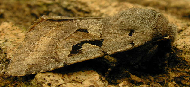 Orthosia gothica Linnaeus 1758 resmi