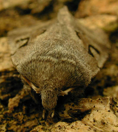 Orthosia gothica Linnaeus 1758 resmi