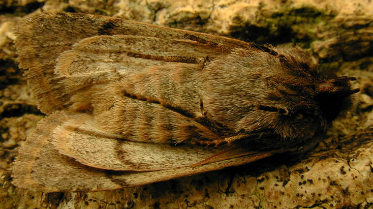 Orthosia gothica Linnaeus 1758 resmi