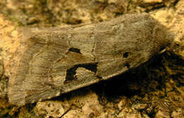 Orthosia gothica Linnaeus 1758 resmi