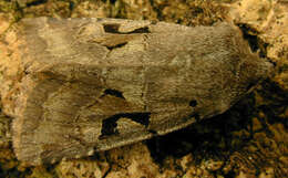 Orthosia gothica Linnaeus 1758 resmi