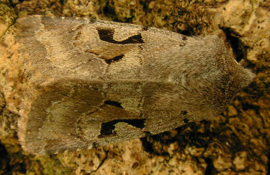 Orthosia gothica Linnaeus 1758 resmi