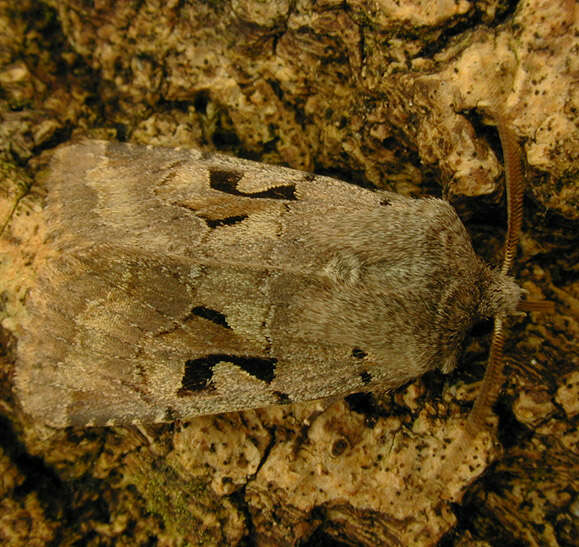 Orthosia gothica Linnaeus 1758 resmi