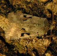 Orthosia gothica Linnaeus 1758 resmi