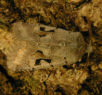 Orthosia gothica Linnaeus 1758 resmi