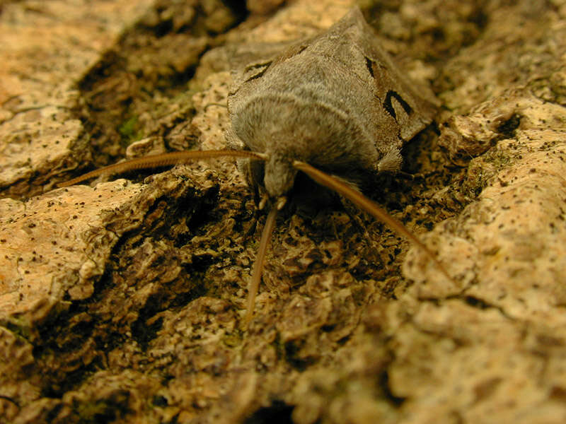 Orthosia gothica Linnaeus 1758 resmi