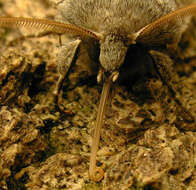 Orthosia gothica Linnaeus 1758 resmi