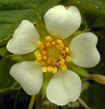 Image of Barren Strawberry