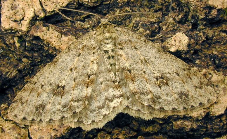 Image of The Small Engrailed