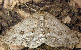 Image of The Small Engrailed