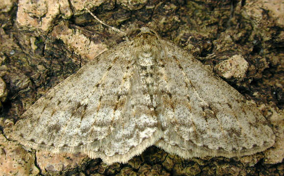 Image of The Small Engrailed