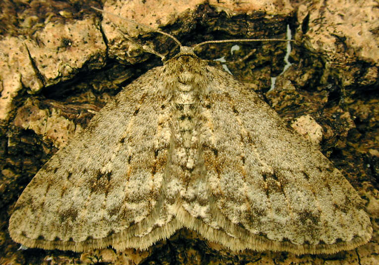 Image of The Small Engrailed