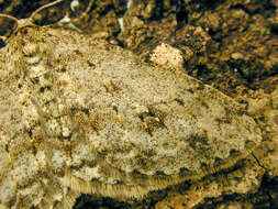 Image of The Small Engrailed