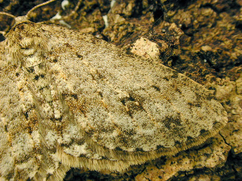 Image of The Small Engrailed