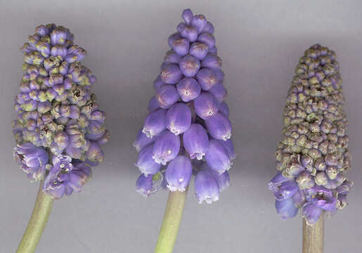 Image of Armenian grape hyacinth