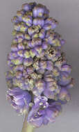 Image of Armenian grape hyacinth