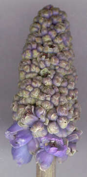 Image of Armenian grape hyacinth