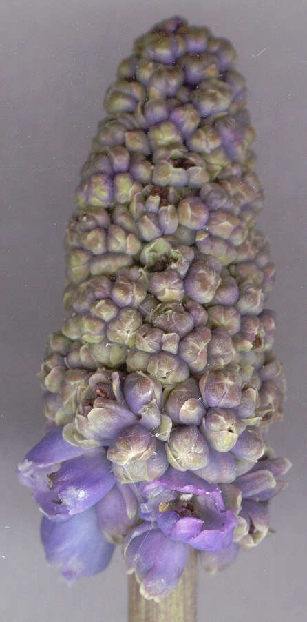 Image of Armenian grape hyacinth