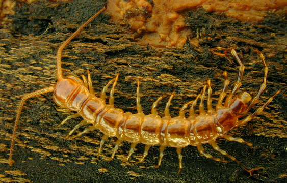 Image of Lithobius variegatus Leach 1814