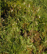 Image of Mouse-ear Cress