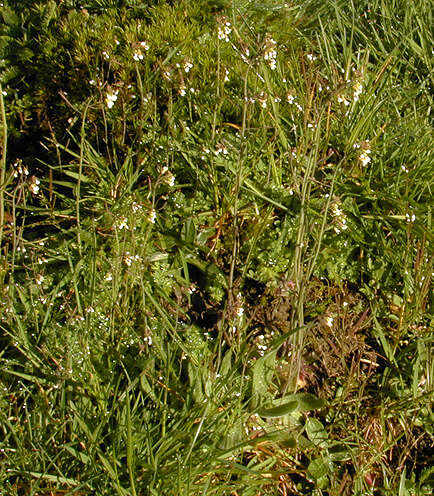 Image of Mouse-ear Cress