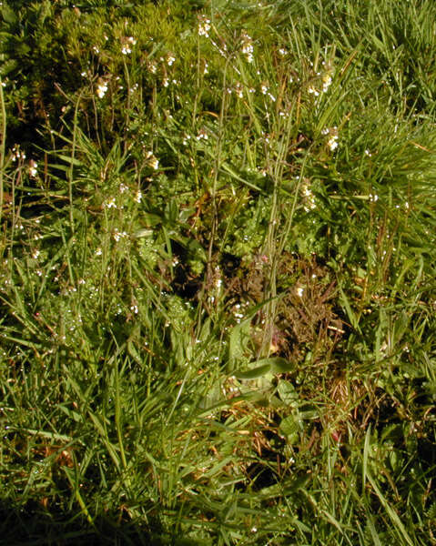 Plancia ëd Arabidopsis thaliana (L.) Heynh.