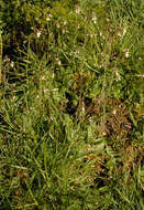 Image of Mouse-ear Cress