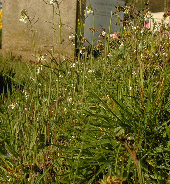 Plancia ëd Arabidopsis thaliana (L.) Heynh.