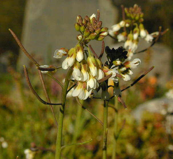 Plancia ëd Arabidopsis thaliana (L.) Heynh.