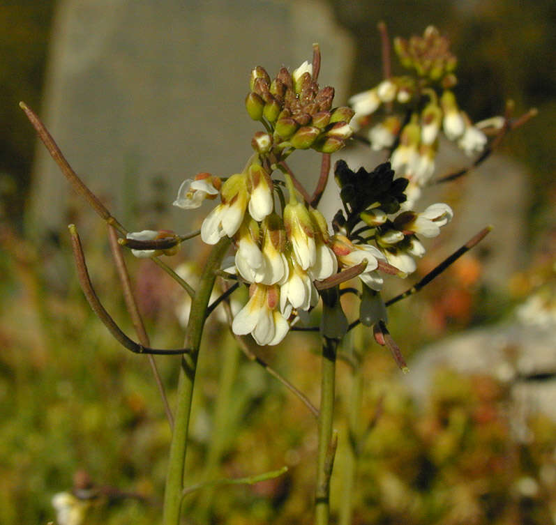 Image of Mouse-ear Cress