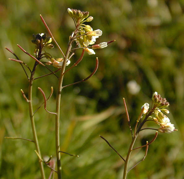 Plancia ëd Arabidopsis thaliana (L.) Heynh.