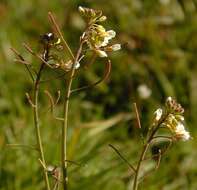 Plancia ëd Arabidopsis thaliana (L.) Heynh.