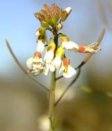 Image of Mouse-ear Cress