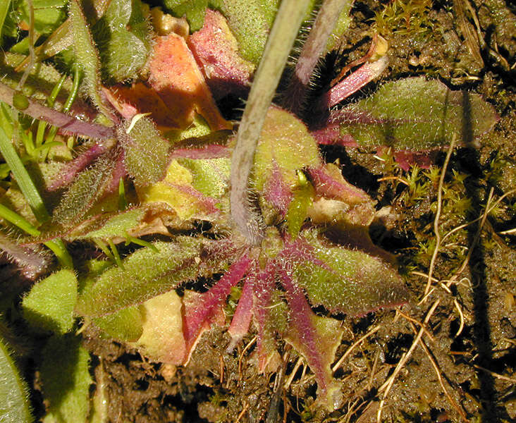 Image of Mouse-ear Cress