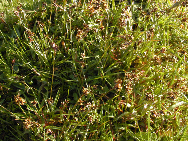 Image of field woodrush