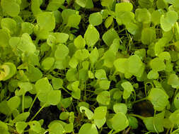 Image of Indian lettuce